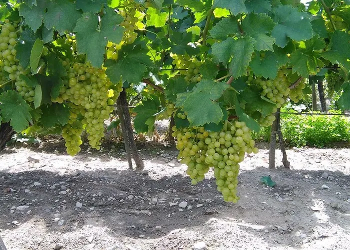 Mogyorosi * Badacsonytördemic